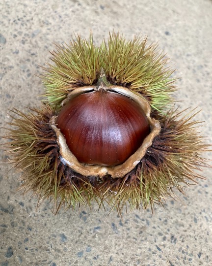 パンを語ろう11