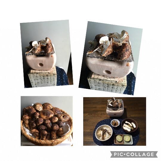 生き物ルーム第48