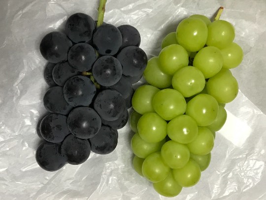 マスク同窓会詰所兼ニューフェイス歓迎所29(希望)