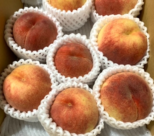 マスク同窓会詰所兼ニューフェイス歓迎所29(希望)