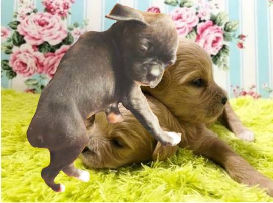 生き物ルーム第49