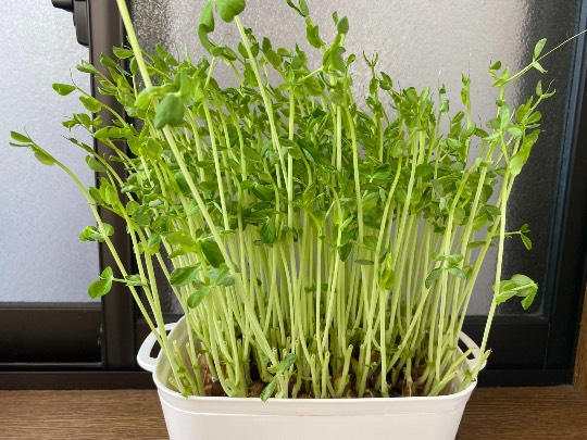 ★ドンキ♡♡ロピア 雑談46★