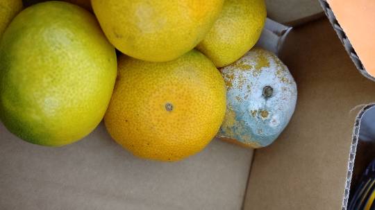 １０月１６日、今日購入したみかんが、カビあり