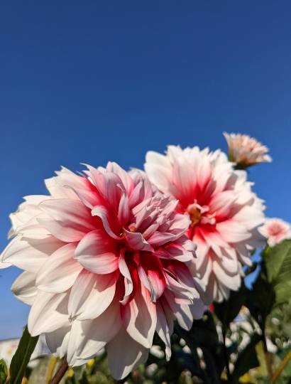 雑談お絵描き部・コラージュ部・素材提供部 No.12 画像投稿のお悩みはコチラへ