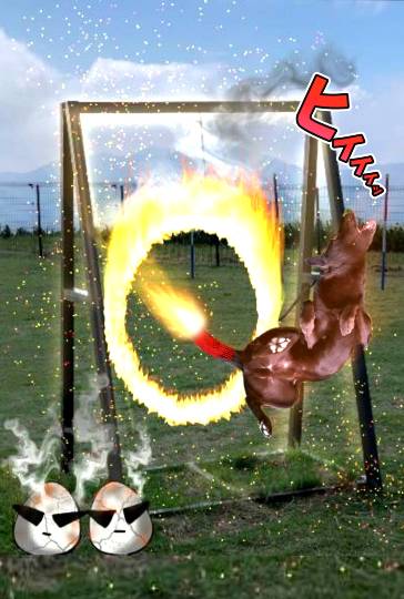 生き物ルーム第49