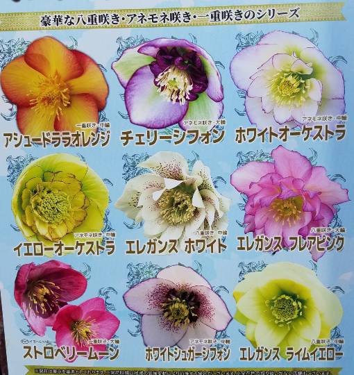 花木、ハーブ野菜、ガーデニング、昆虫etc 大好きさん集まれ7　書き込み初心者大歓迎。