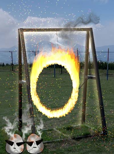 生き物ルーム第49