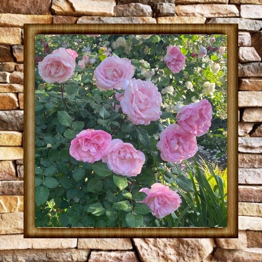 ★ドンキ♡♡ロピア 雑談48★