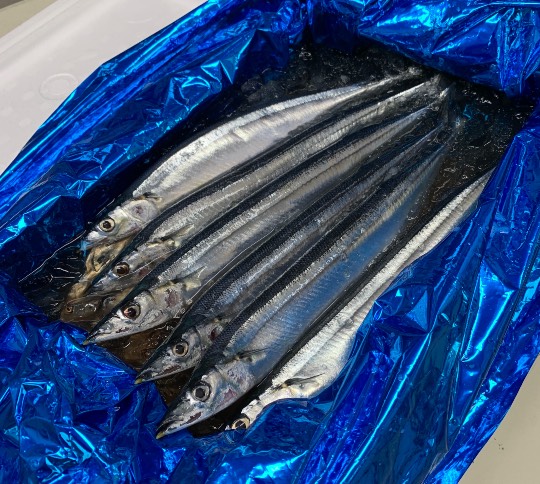 生き物ルーム第49