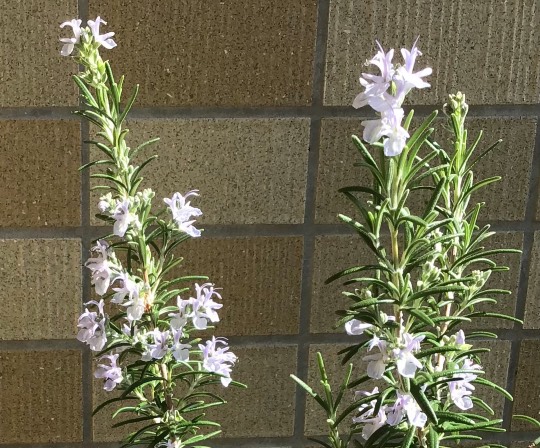 ★ドンキ♡♡ロピア 雑談46★