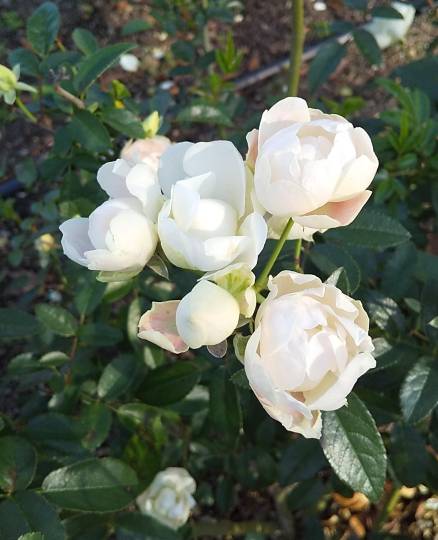 ★ドンキ♡♡ロピア 雑談50★