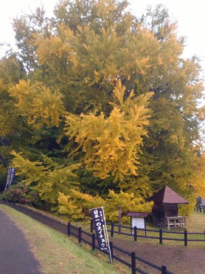 マスク同窓会詰所兼ニューフェイス歓迎所31(野望)