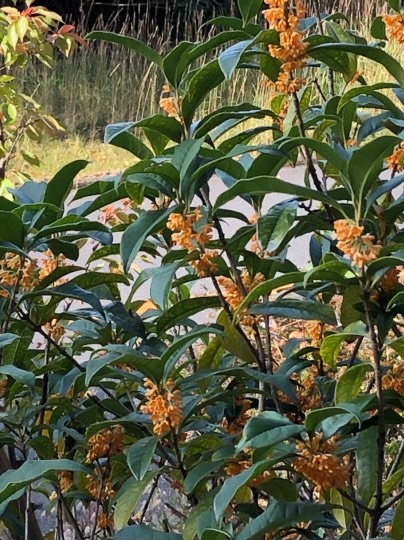 ★ドンキ♡♡ロピア 雑談48★