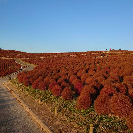 マスク同窓会詰所兼ニューフェイス歓迎所31(野望)