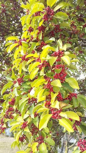 【スナックJINJIN】17号店 Seventeenといえば青春真っ只中!!