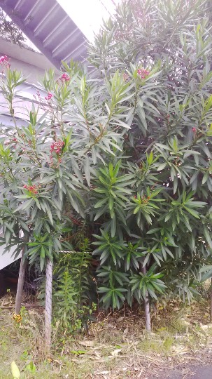 マスク同窓会詰所兼ニューフェイス歓迎所31(野望)