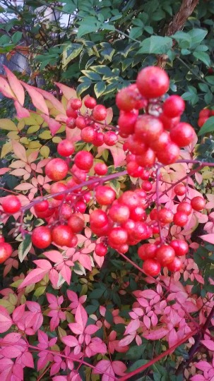 マスク同窓会詰所兼ニューフェイス歓迎所(思いやり)