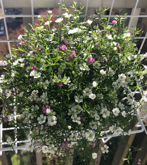 ★ドンキ♡♡ロピア 雑談48★