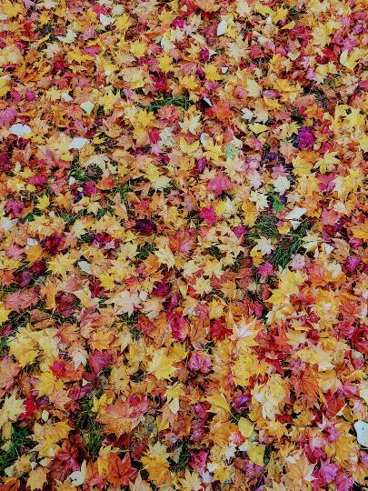 雑談お絵描き部・コラージュ部・素材提供部 No.１２　画像投稿のお悩みはコチラへ