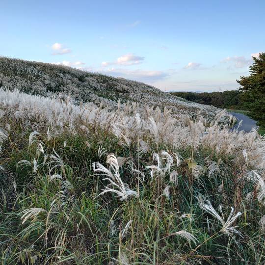 マスク同窓会詰所兼ニューフェイス歓迎所31(野望)