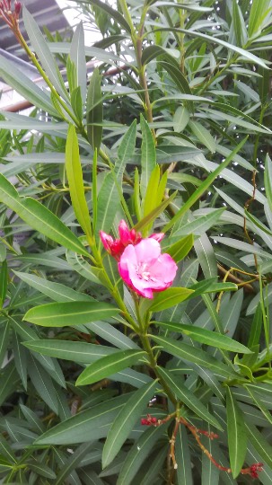 マスク同窓会詰所兼ニューフェイス歓迎所31(野望)