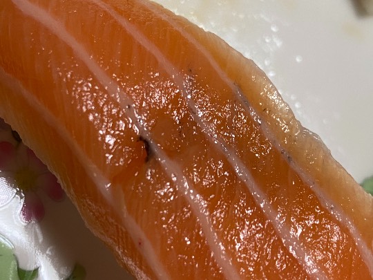 本日のお寿司