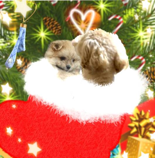 生き物ルーム第52