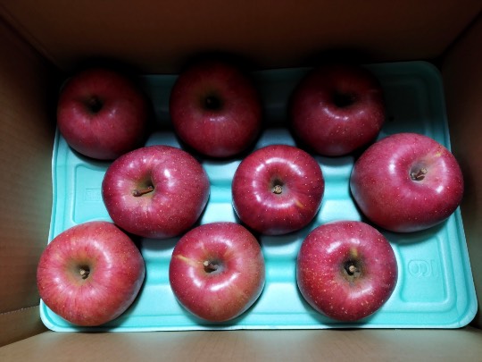 マスク同窓会詰所兼ニューフェイス歓迎所(思いやり)