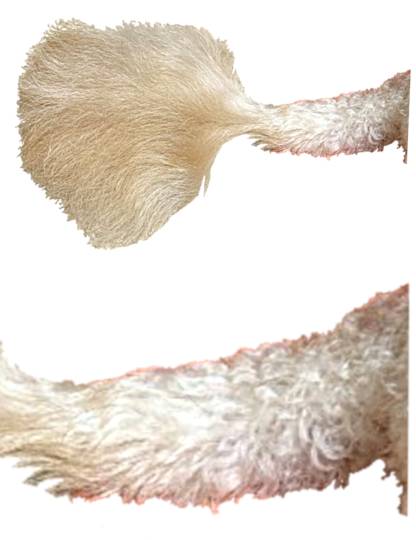 生き物ルーム第52