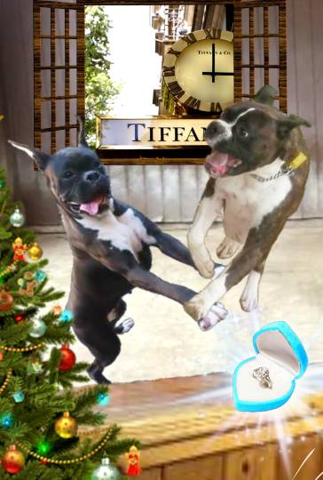 生き物ルーム第52