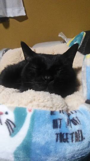 生き物ルーム第52