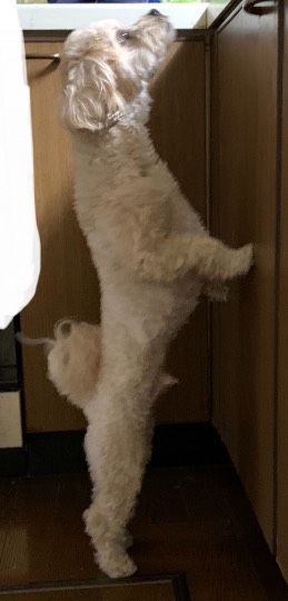 生き物ルーム第52