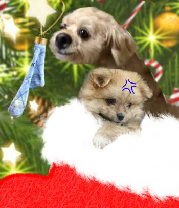 生き物ルーム第52