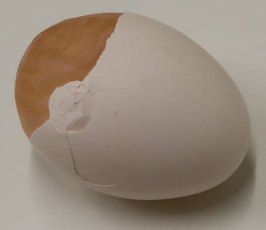 生き物ルーム第52