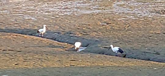 ◆(13)関西版 雑談◆〜関西以外の方も話の輪にどうぞ♪