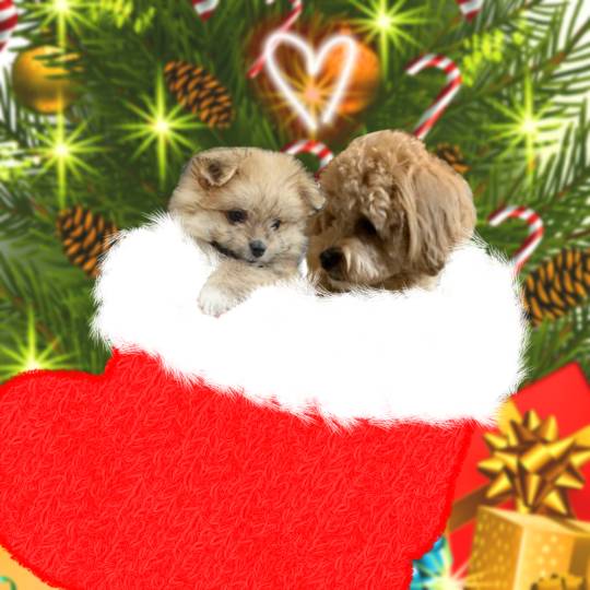 生き物ルーム第52