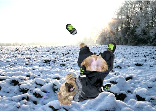 生き物ルーム第52