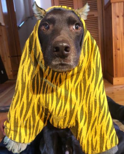 生き物ルーム第52