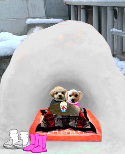 生き物ルーム第52