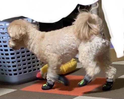 生き物ルーム第52