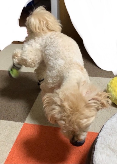 生き物ルーム第52