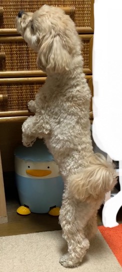 生き物ルーム第52