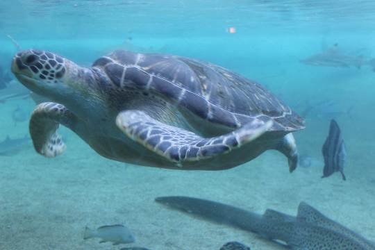 あつまれ！！雑談&amp;ゲーム･アニメ･漫画好きの森　season２#９