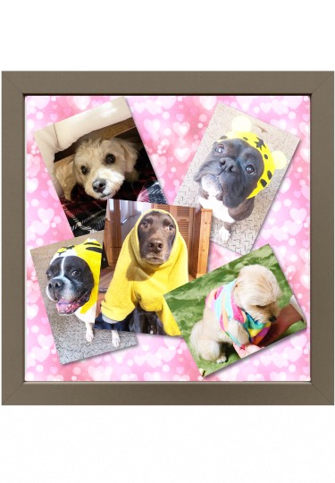 生き物ルーム第52