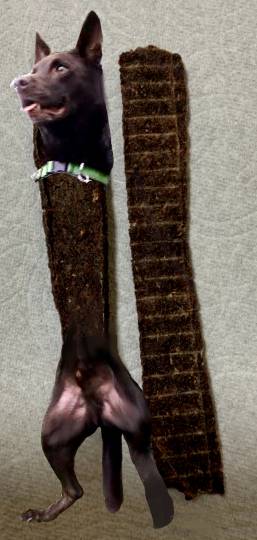 生き物ルーム第52