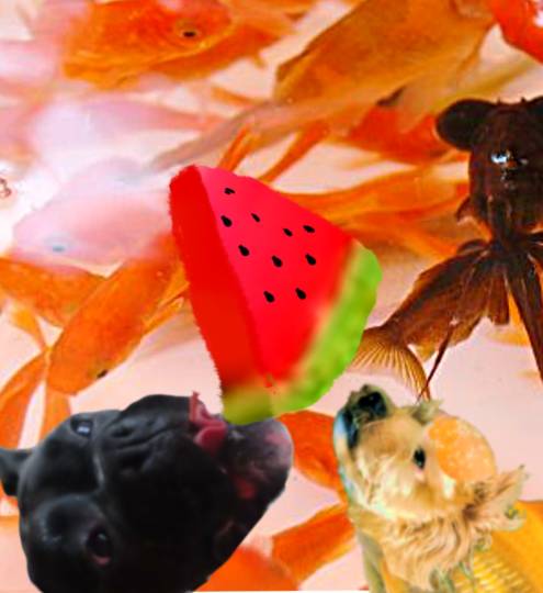 生き物ルーム第53