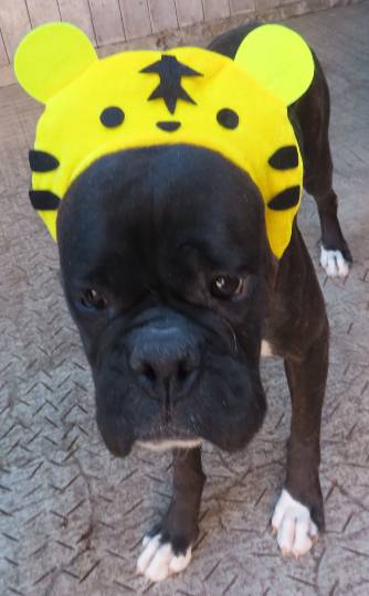 生き物ルーム第52