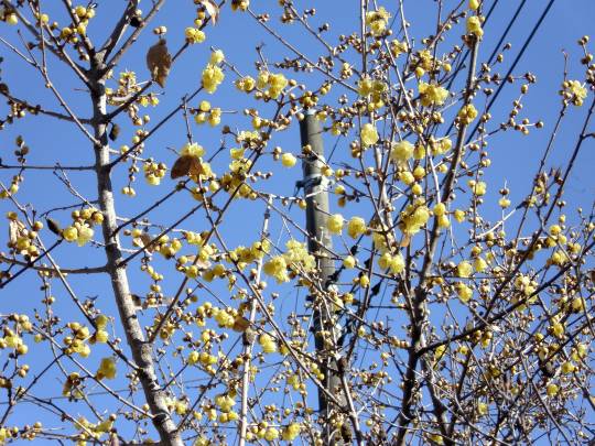 ★ドンキ♡♡ロピア 雑談54★