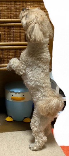 生き物ルーム第52