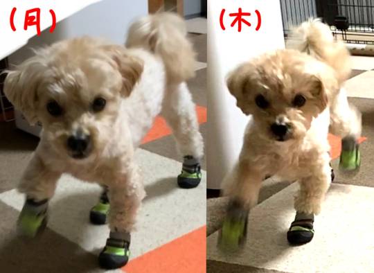 生き物ルーム第52